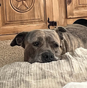 Meet your Posher, Landon